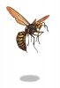 consumer wasp.jpg