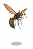 consumer wasp.jpg consumer wasp.jpg