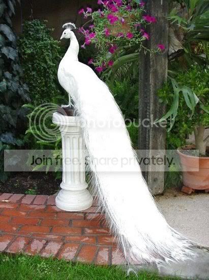 albino.jpg