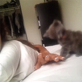 oMKljel.gif