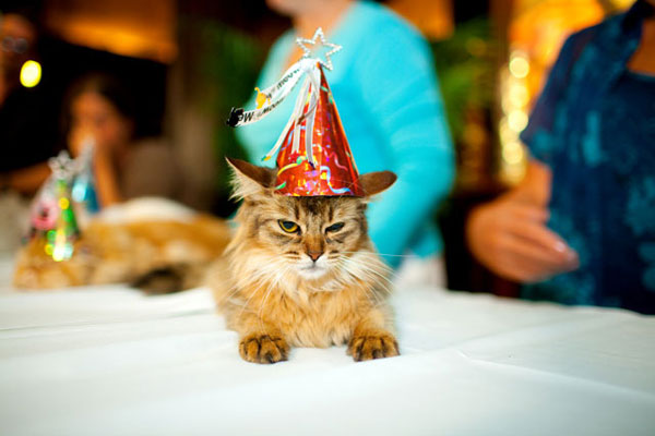 birthday_cat.jpg